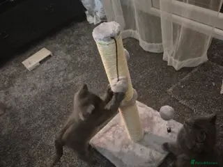 Mixed Breed cats lovely soft fur kitten 11 weeks old grey - Advert 1