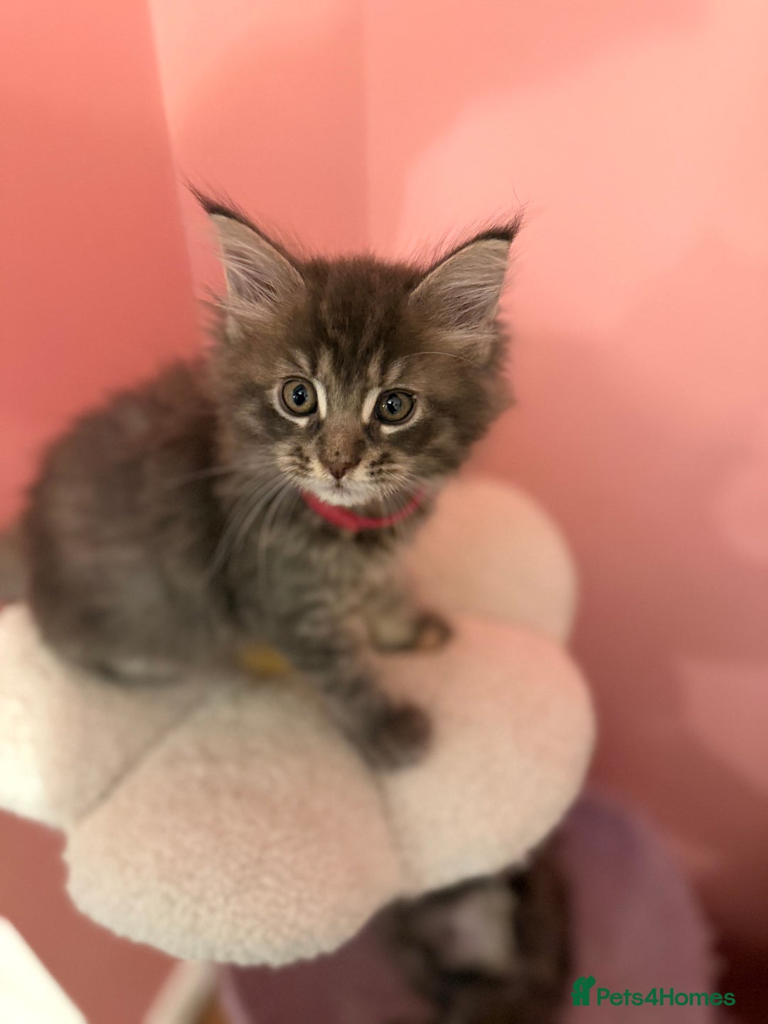 Maine Coon cats for sale: TICA Registered Maine Coon Kittens - Advert 10