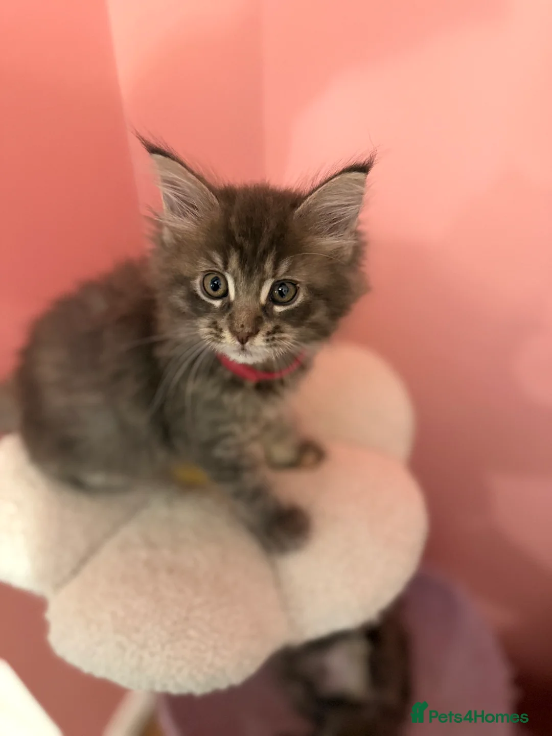 Maine Coon cats for sale: TICA Registered Maine Coon Kittens - Advert 6