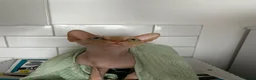 Sphynx cats for sale: MEET SUSHI THE SPHYNX - Advert 4