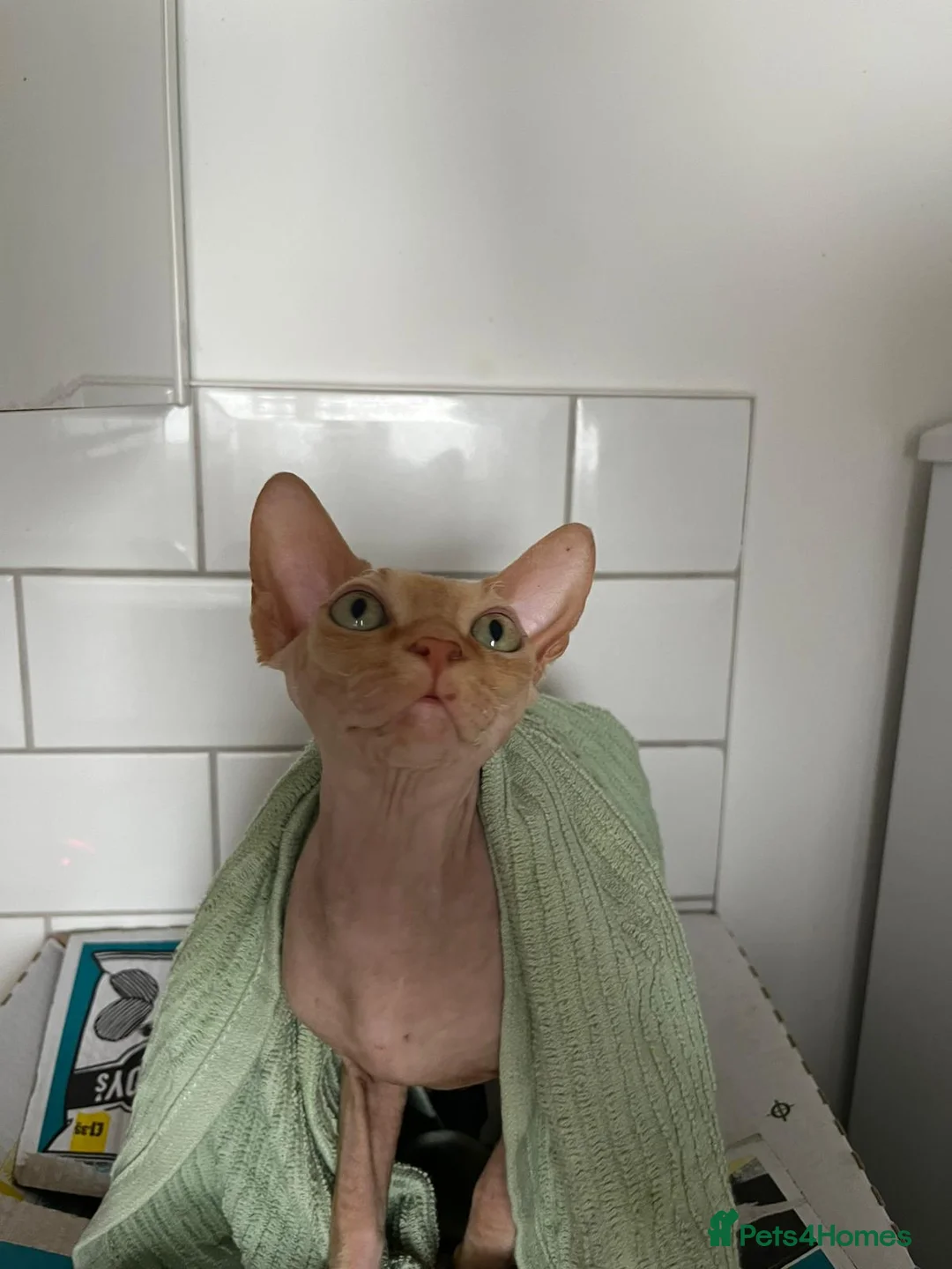 Sphynx cats for sale: MEET SUSHI THE SPHYNX - Advert 4
