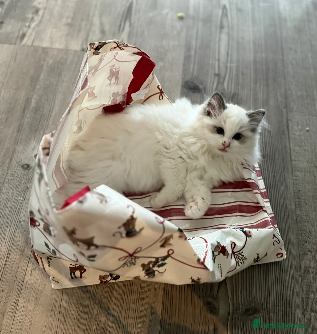 Ragdoll cats for sale: Ready Now  GCCF/TICA Purebred Reg Ragdoll Kittens - Advert 4