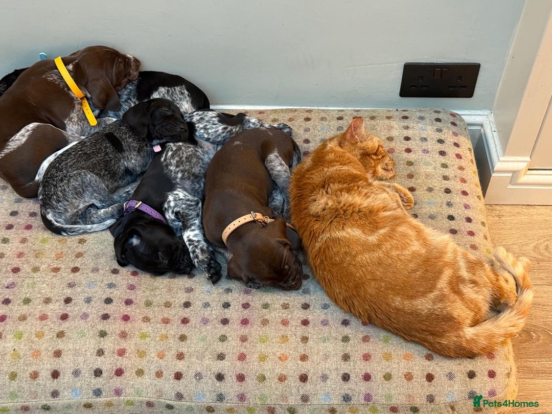 German Shorthaired Pointer dogs for sale: Exceptional German Shorthaired Pointer Puppies - Image 5