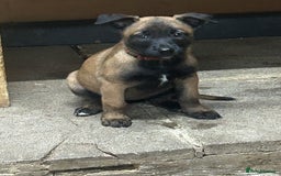 Belgian Shepherd Dog dogs for sale: 9 Belgian malinois puppies 🧬‼️ - Image 2