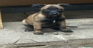 Belgian Shepherd Dog dogs - Advert 1