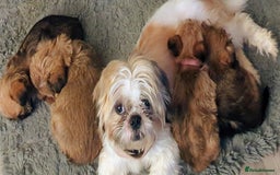 Shorkie dogs for sale: Shorkie puppies for sale - Image 9