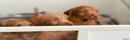 Hungarian Vizsla dogs for sale: Wirehaired Hungarian Vizsla 💕 - Advert 16