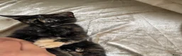 Mixed Breed cats for sale: Tabby x Scottish fold kitten - Advert 5