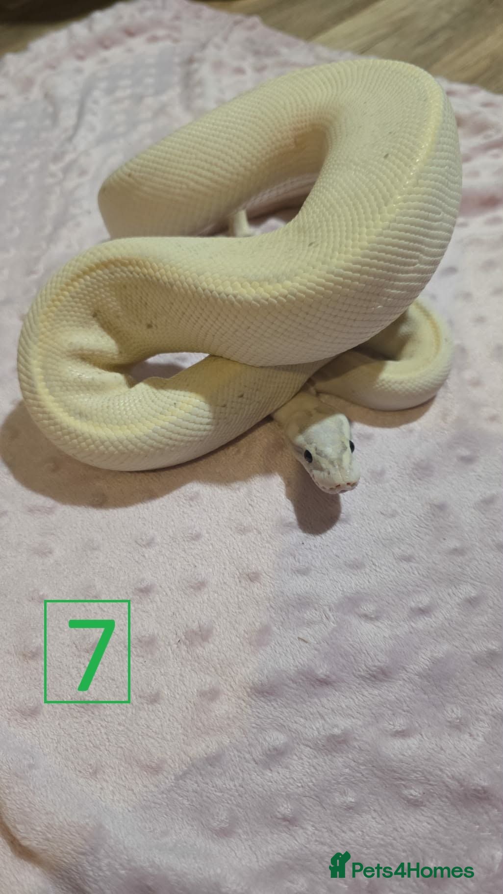 Python Snake reptiles rehoming/ breeding snakes - Advert 2