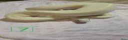 Python Snake reptiles for sale: rehoming/ breeding snakes - Advert 2