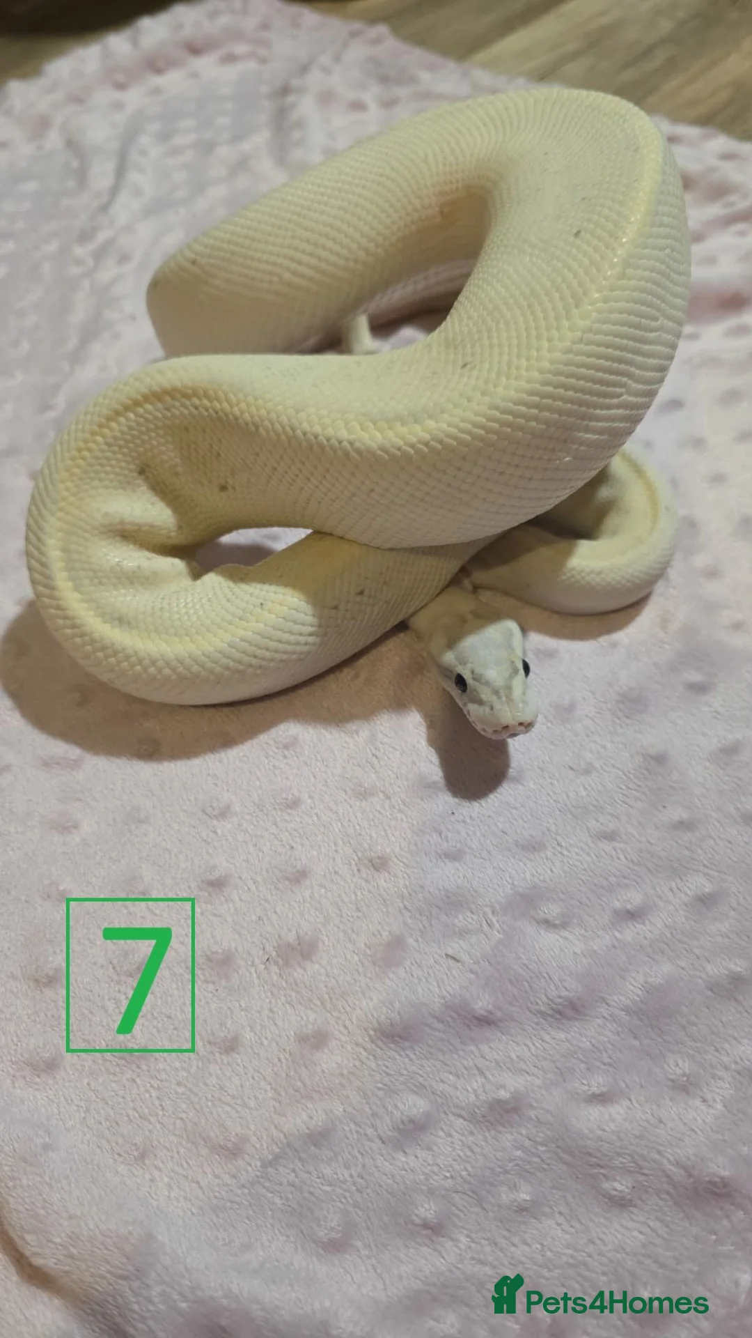Python Snake reptiles for sale: rehoming/ breeding snakes - Advert 2