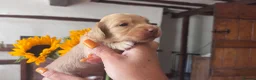Miniature Dachshund dogs for sale: Outstanding KC  Long hair miniature dachshund  - Advert 2