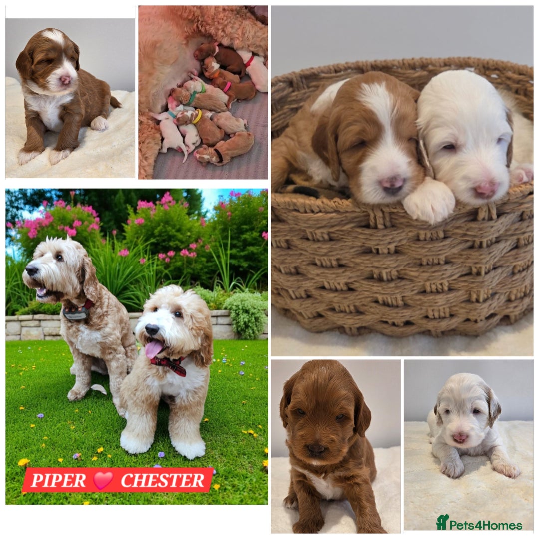 Labradoodle dogs for stud: STUNNING AUSTRALIAN LABRADOODLES HIP 0/0 ELBOW 0/0 - Advert 23