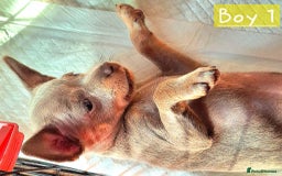 Russian Toy Terrier dogs for sale: Pure blood Russian Toy smooth and long haired - Image 4