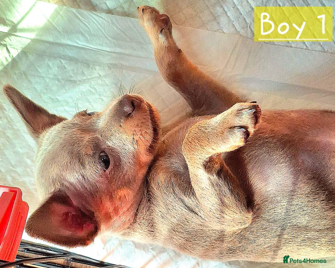 Russian Toy Terrier dogs for sale: Pure blood Russian Toy smooth and long haired - Image 4