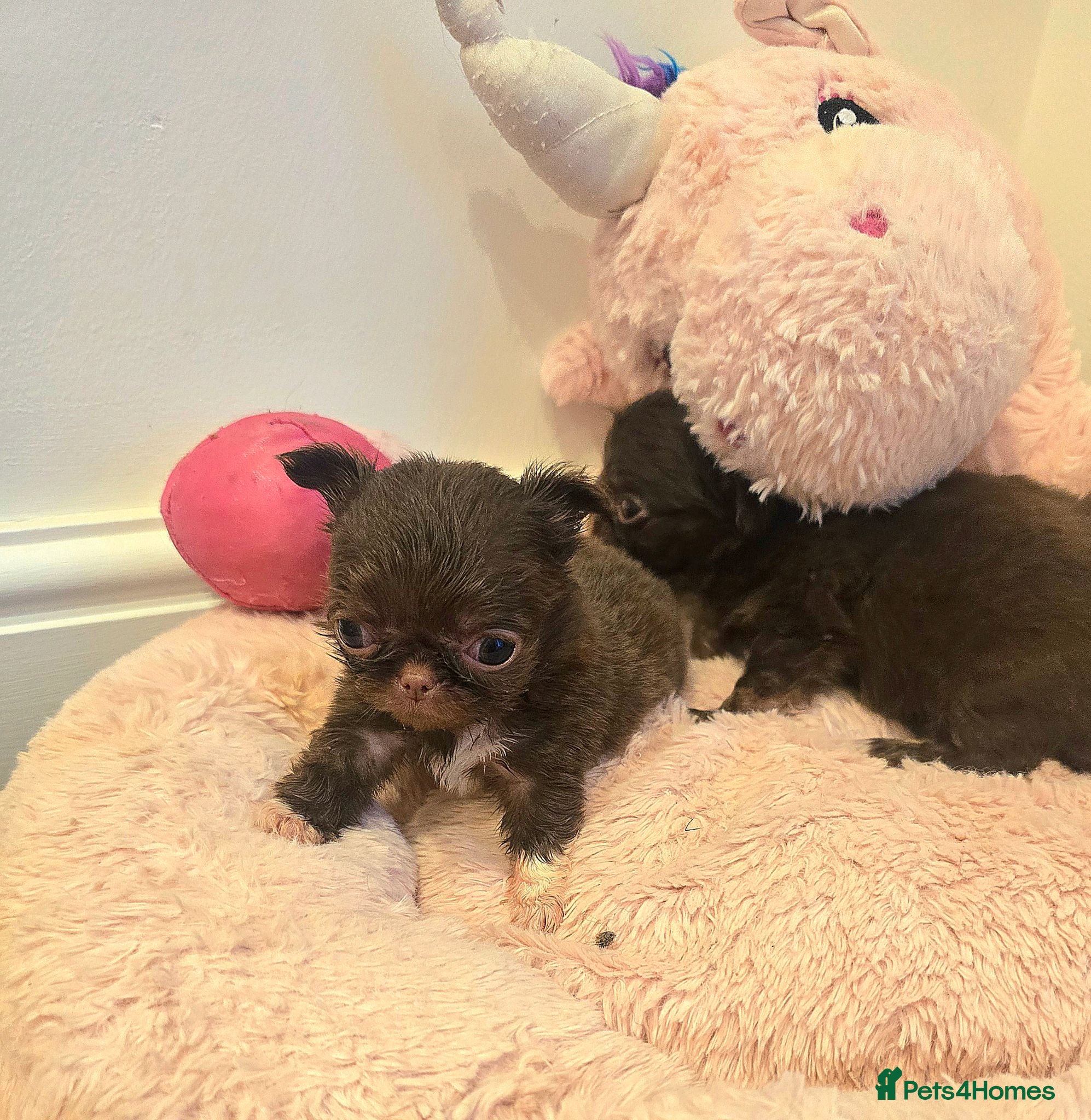 Chihuahua dogs Xx quality chocolate longcoat chihuahua puppies Xx - Advert 2