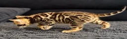 Bengal cats for sale: Unique Bloodline Bengals Tica Reg - Advert 15
