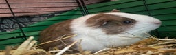 Guinea Pig rodents for sale: Two male guinea pigs  - Advert 5