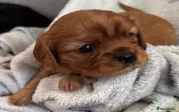 Cavalier King Charles Spaniel dogs for sale: Beautiful Cavalier Puppies - Fully health tested  - Image 8