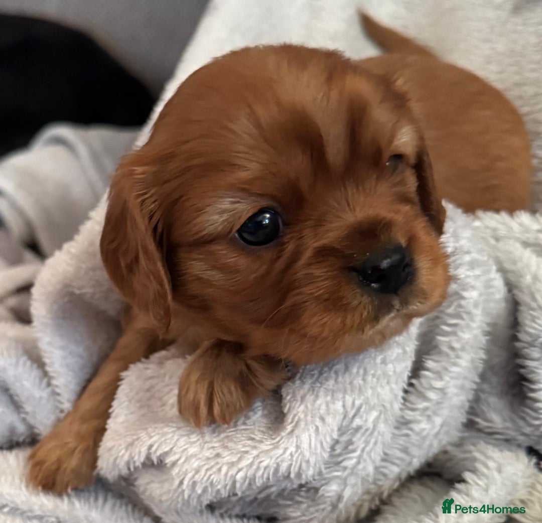 Cavalier King Charles Spaniel dogs for sale: Beautiful Cavalier Puppies - Fully health tested  - Image 8