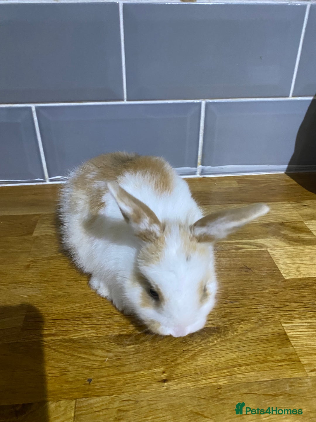 Mixed Breed rabbits for sale: Bunnies for sale  - Advert 4
