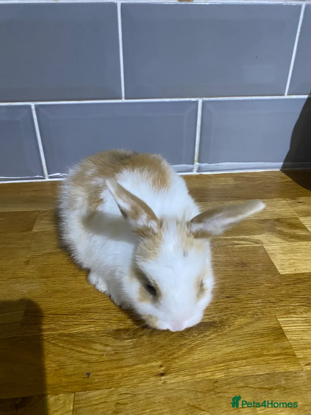 Mixed Breed rabbits for sale: Bunnies for sale  - Advert 4