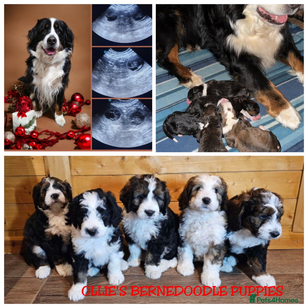 Labradoodle dogs for stud: FULLY HEALTH TESTED MOYEN POODLE STUD! in Kettering - Image 31