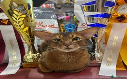 Abyssinian cats for sale: Beautiful Abyssinians kittens - Image 22