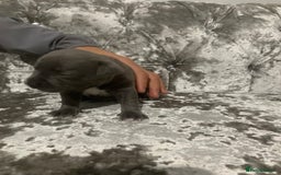 Staffordshire Bull Terrier dogs for sale: Staffordshire bull terrier puppies - Image 6