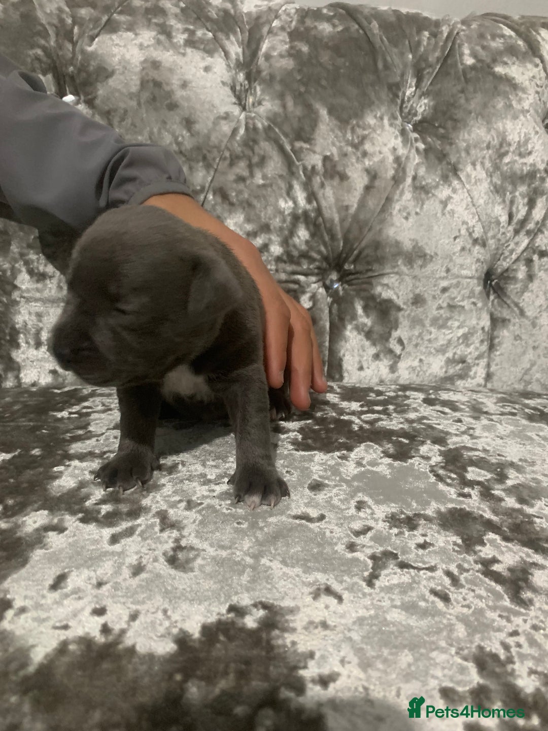 Staffordshire Bull Terrier dogs for sale: Staffordshire bull terrier puppies - Image 6