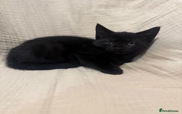 Mixed Breed cats for sale: 3 little girls - Image 1