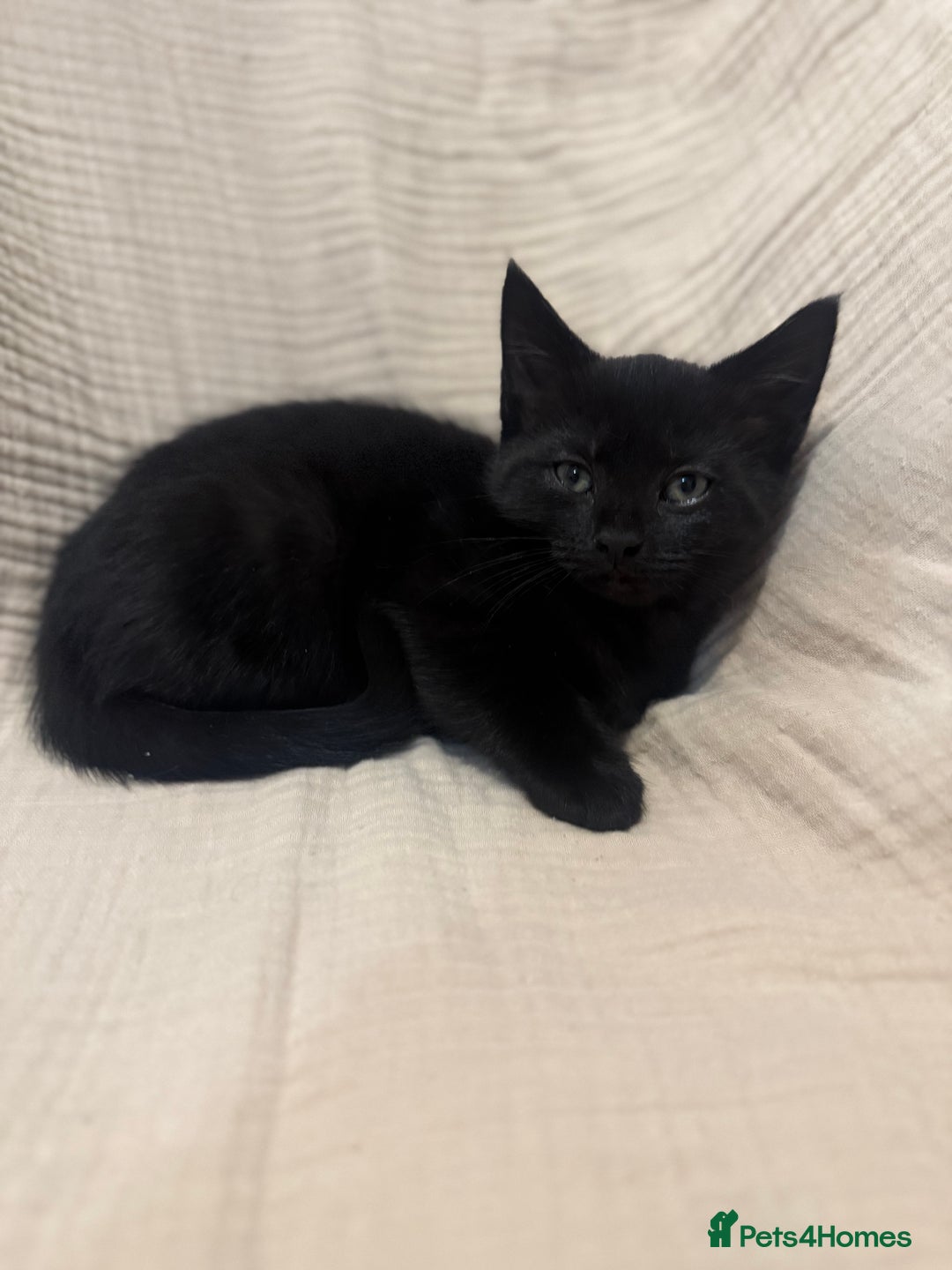 Mixed Breed cats for sale: 3 little girls - Image 1