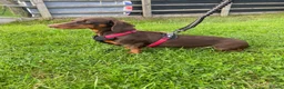 Dachshund dogs for sale: 3 beautiful Dashound pups  - Advert 4