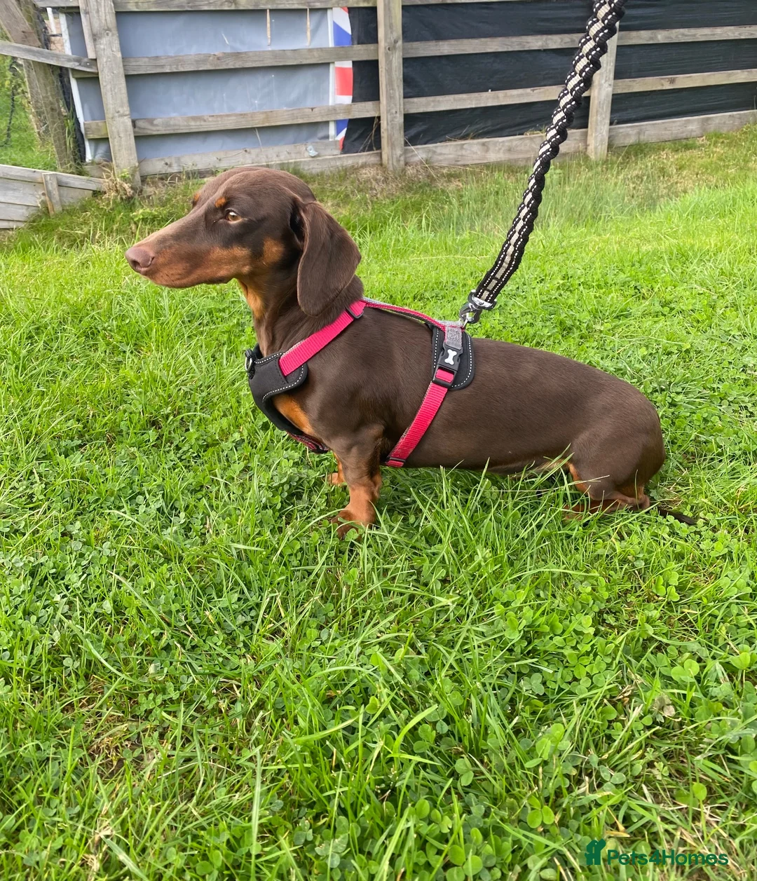 Dachshund dogs for sale: 3 beautiful Dashound pups  - Advert 2