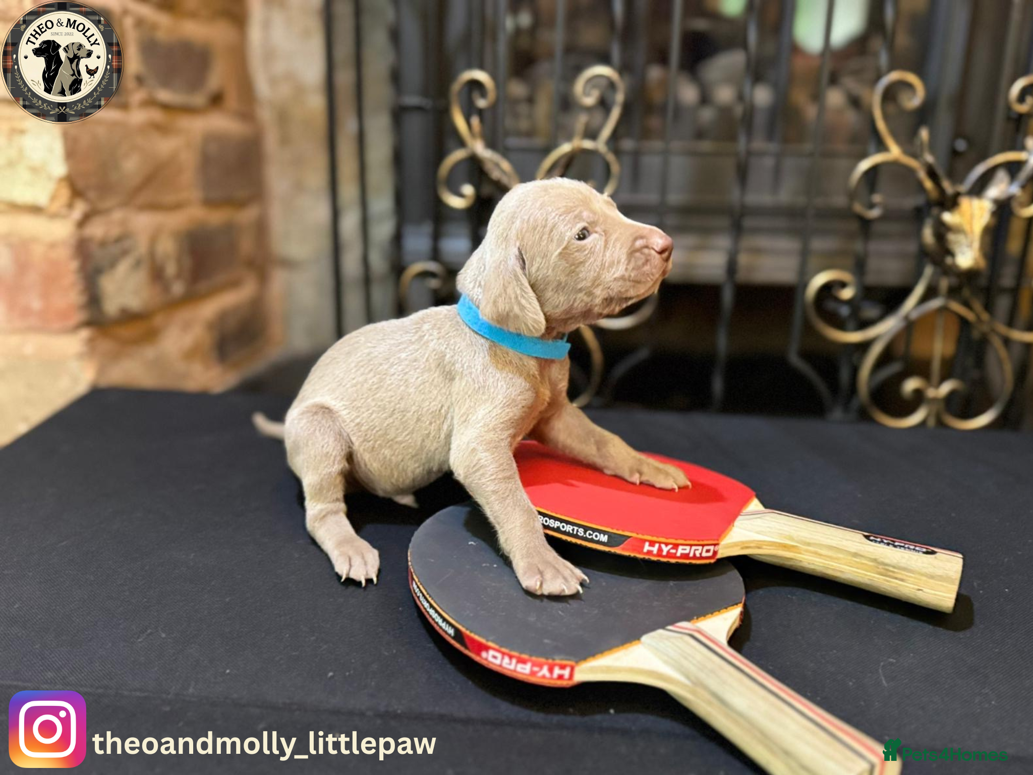 Weimaraner dogs  ❤️Adorable KC-Registered Weimaraner Puppies❤️ - Advert 2