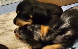 Miniature Dachshund dogs for sale: Daxie medium coat puppies dapples and black & tan  - Image 8