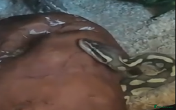 Python Snake reptiles for sale: ball python (please read description)  - Image 4