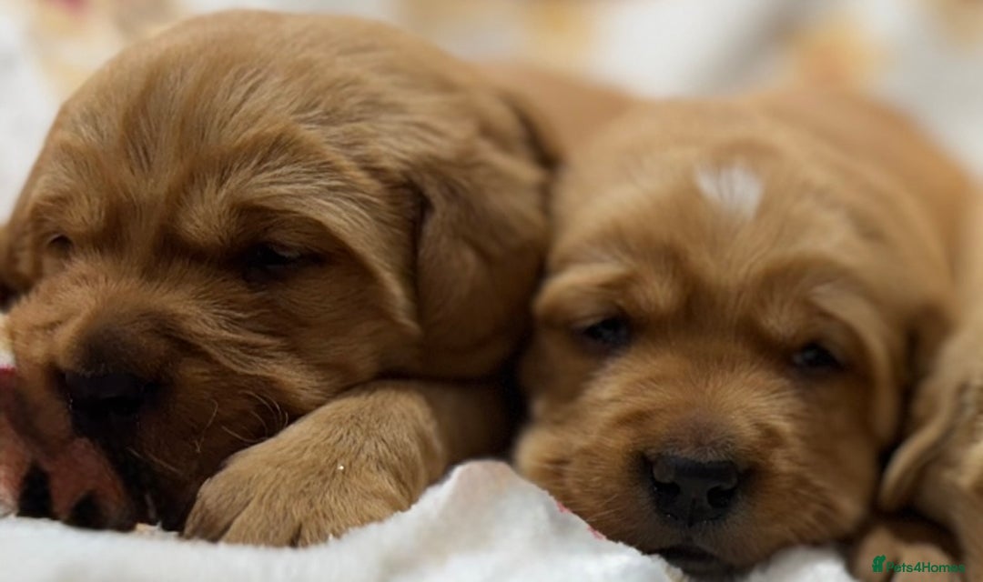 Goldador dogs for sale: SUPER GORGEOUS RED GOLDADOR PUPPIES ❤️ - Advert 4
