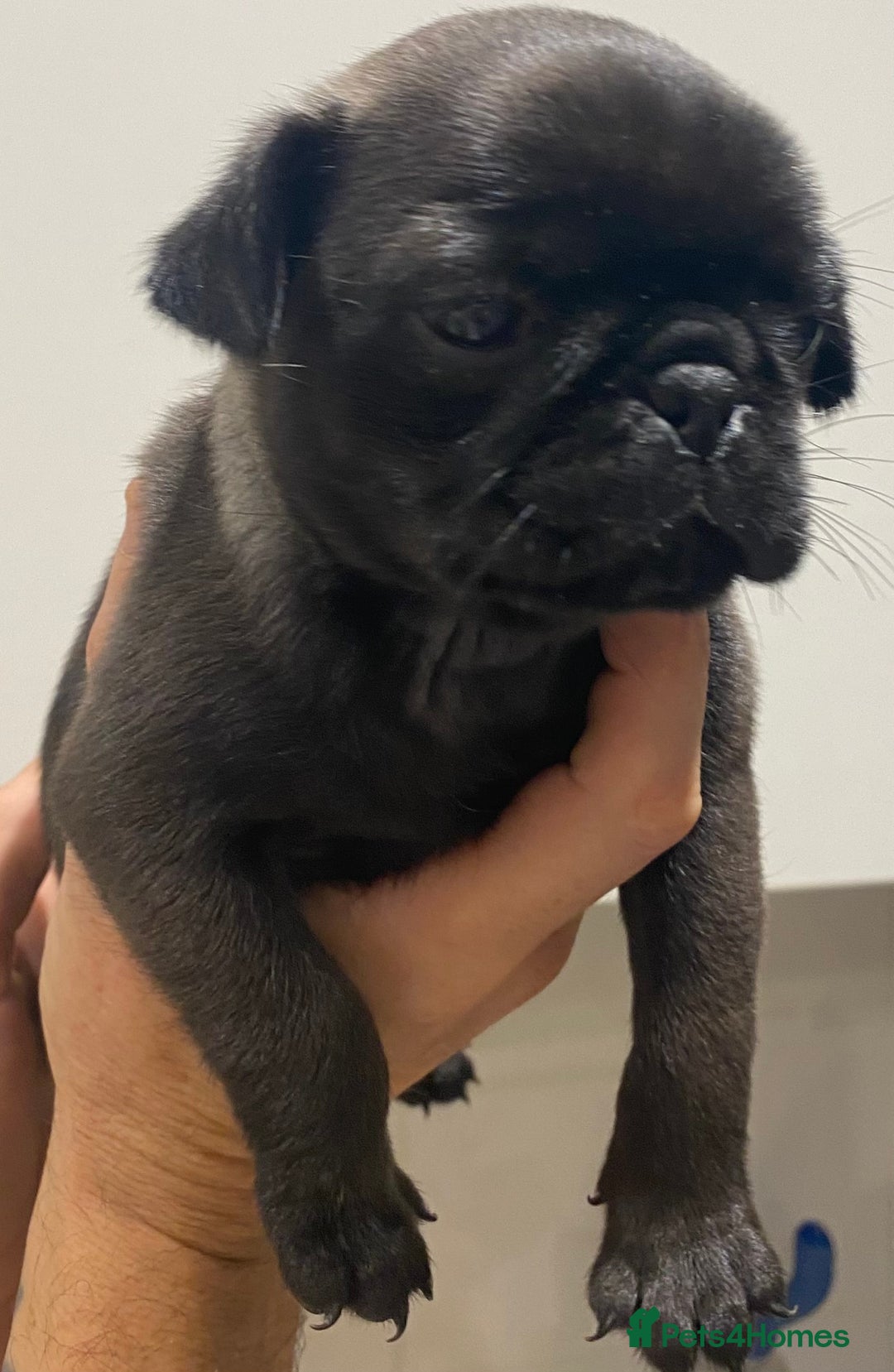 Pug dogs for sale: 💓 PUG GIRL 💓 1 REMAINING READY NOW! - Advert 8
