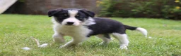 Border Collie dogs for sale: Black/ White & Tan Health Tested - Advert 6