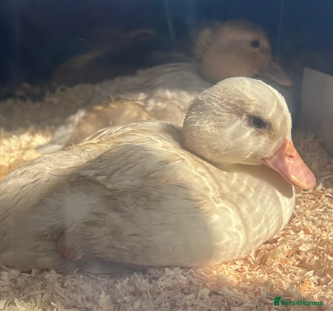 Ducks poultry for sale: Mixed 7week old ducks  - Advert 2