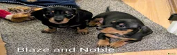 Miniature Dachshund dogs for sale: Ready Now KC Reg Miniature Dachshunds £1000 - Advert 17