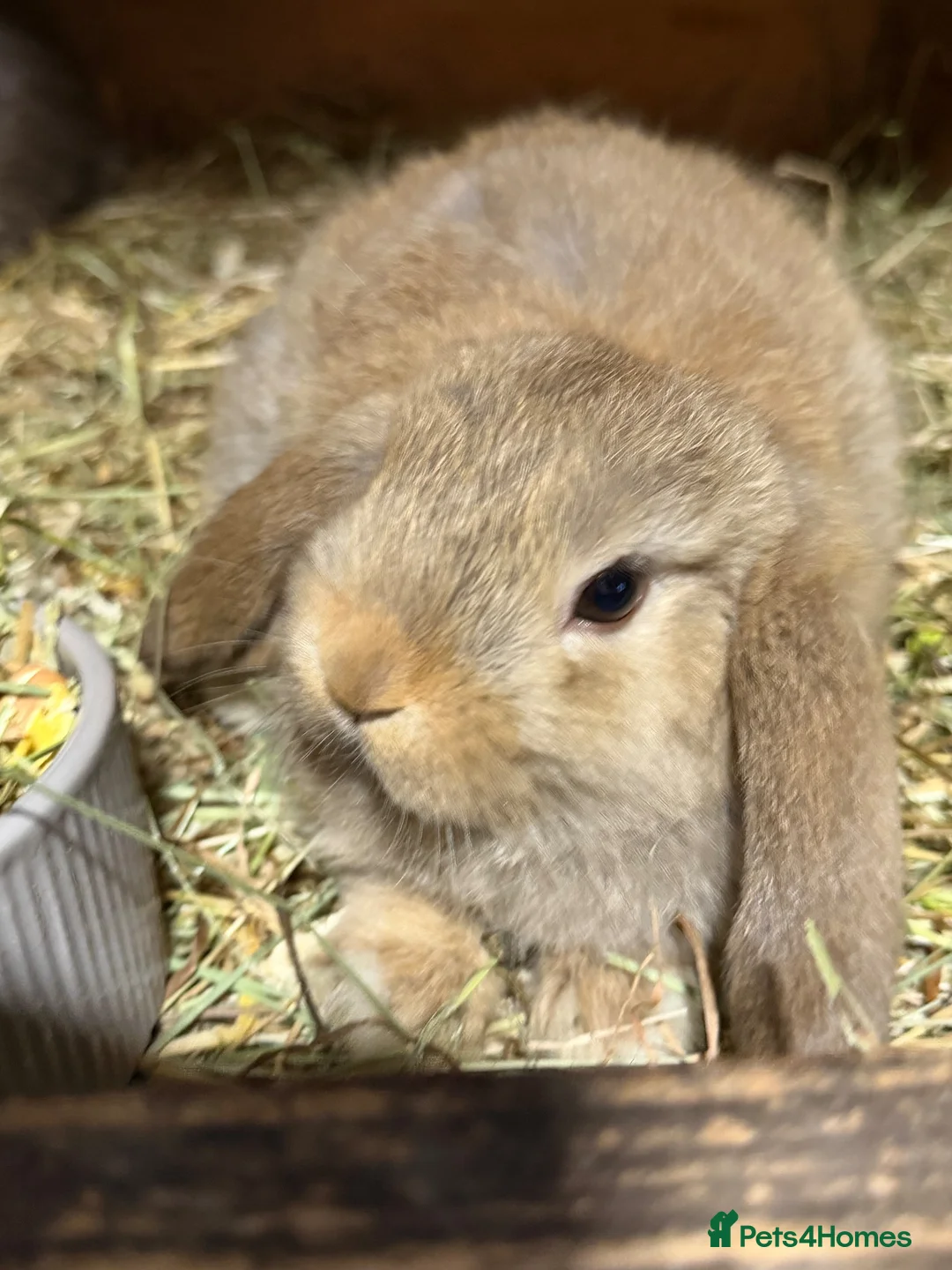 Mini Lop rabbits for sale: Friendly gorgeous mini lops  in Chesterfield - Advert 5