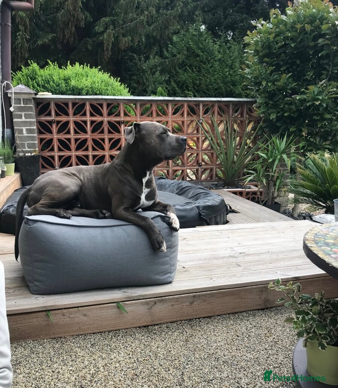 Staffordshire Bull Terrier dogs for sale: ❤️ Staffordshire beautiful puppies ❤️ - Advert 4