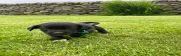 Mixed Breed dogs for sale: Sprollie pups for sale! - Advert 8
