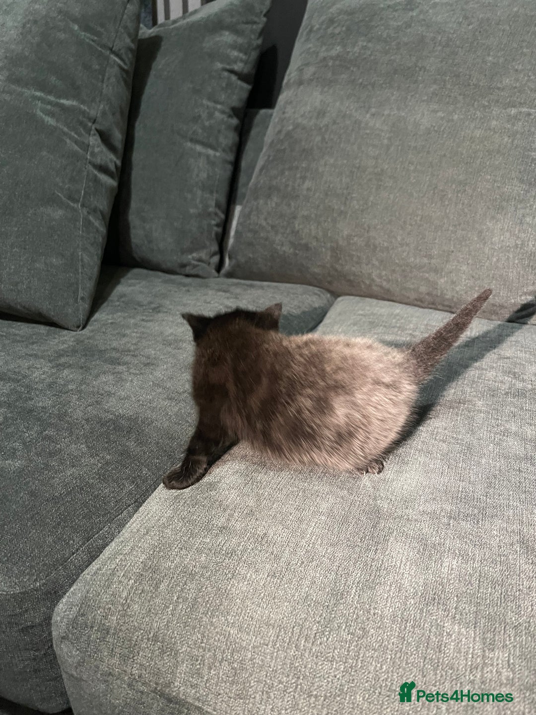 Mixed Breed cats for sale: Mixed British short haired kittens  - Advert 2