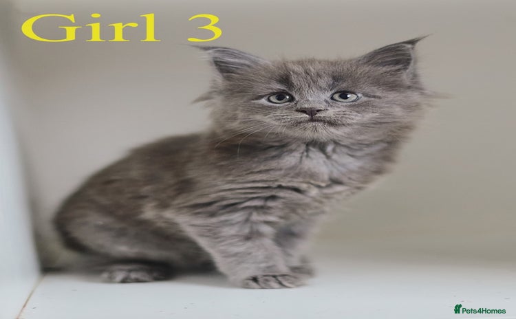Maine Coon cats - Advert 1