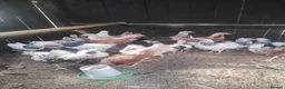 Chickens poultry for sale: Point of lay, chickens, Bantams, pullets  - Advert 8