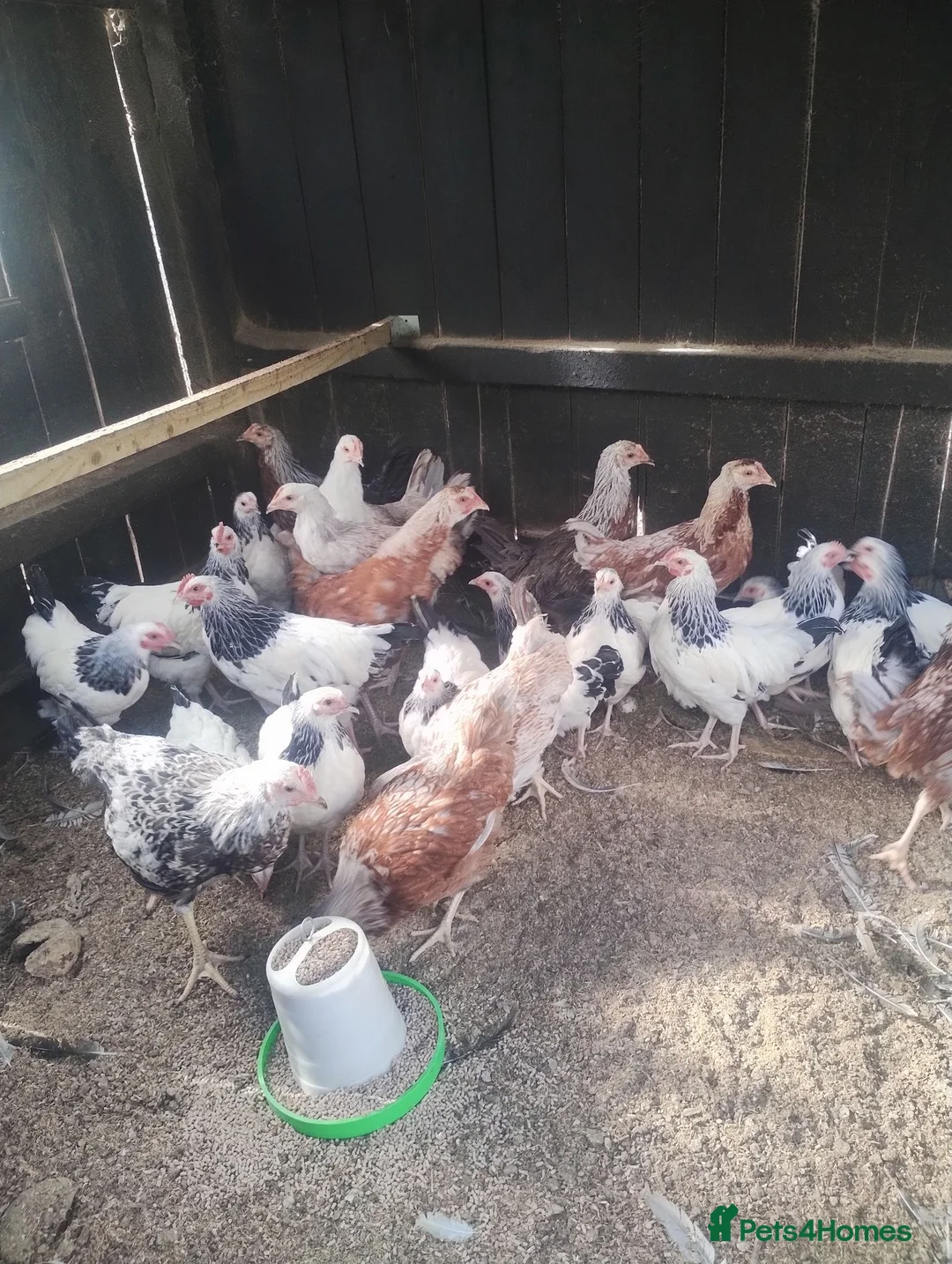 Chickens poultry for sale: Point of lay, chickens, Bantams, pullets  - Advert 8