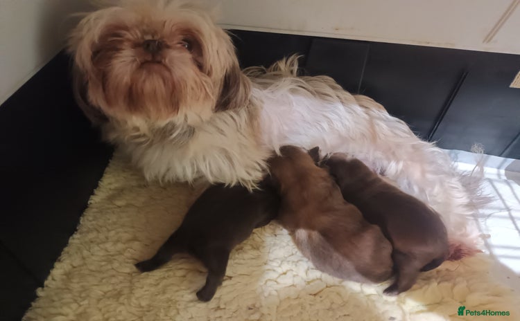 Shih Tzu dogs imperial shih tzu pups  - Advert 2